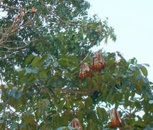 Image of Honduras mahogany