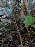 Слика од Celithemis ornata (Rambur 1842)