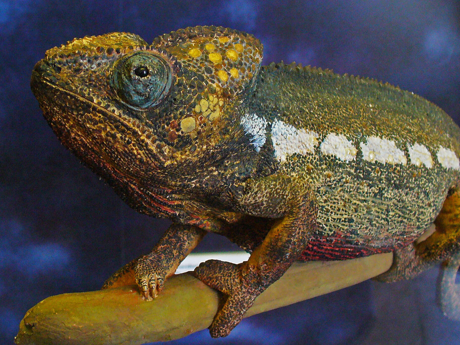 Image of Panther Chameleon