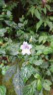 Image of Strobilanthes flexicaulis Hayata