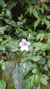 Image of Strobilanthes flexicaulis Hayata