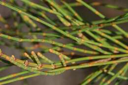 Image of Allocasuarina fraseriana (Miq.) L. A. S. Johnson