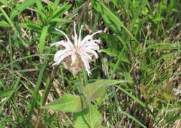 Image of eastern beebalm