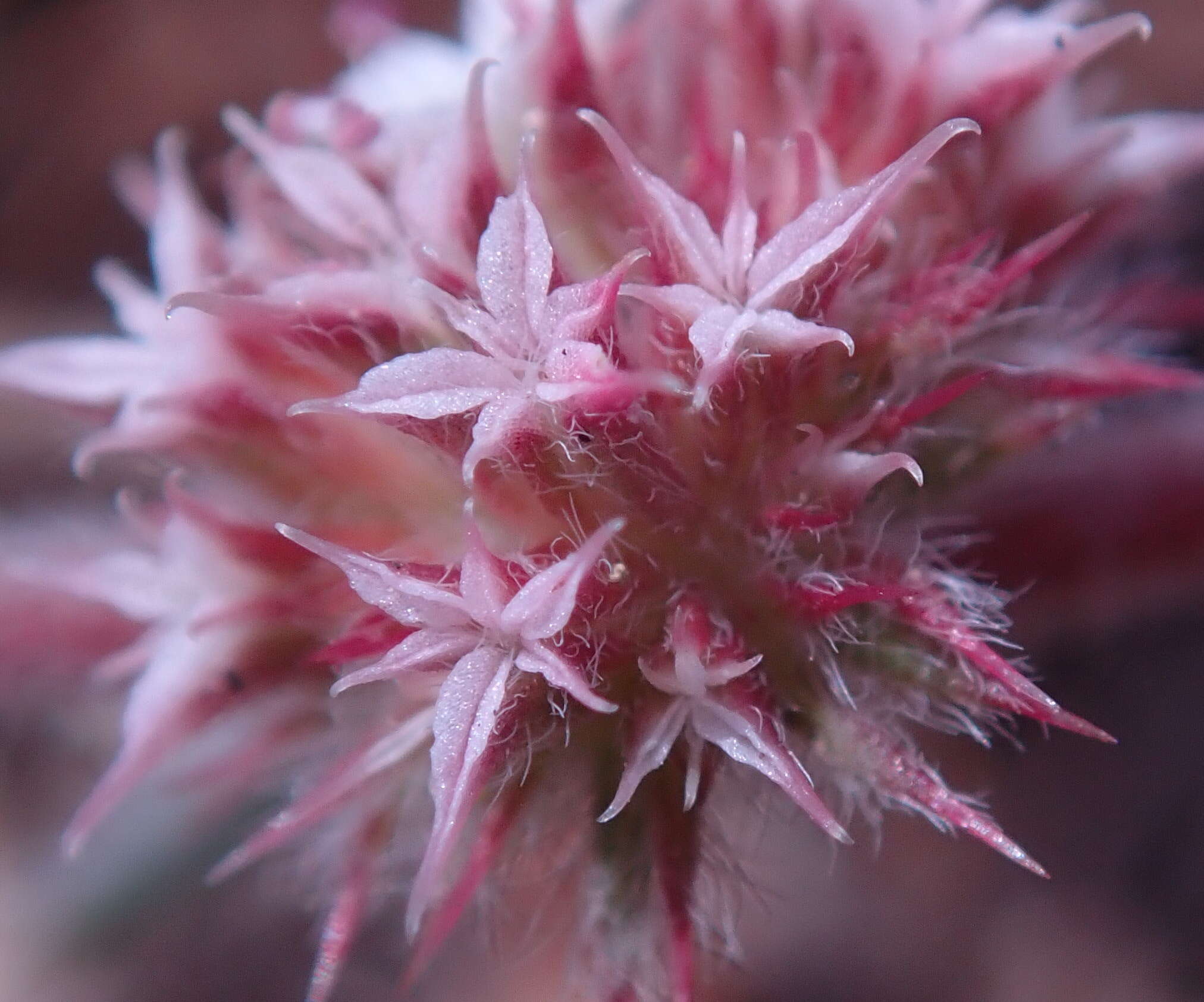 Image of Monterey spineflower