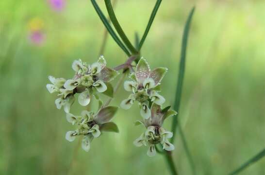 Image of green milkweed