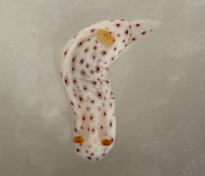 Image of Chromodoris aspersa (Gould 1852)