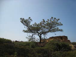 Image of Torrey pine