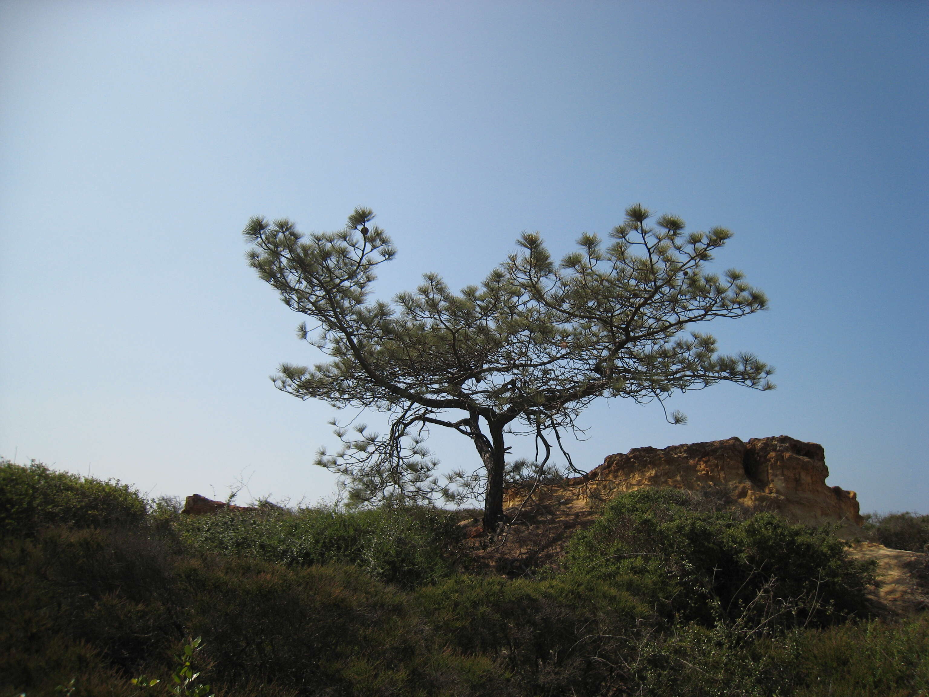 Image of Torrey pine