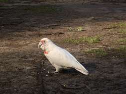 Cacatua tenuirostris (Kuhl 1820) resmi