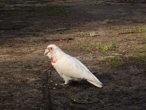 Image of Long-billed Corella