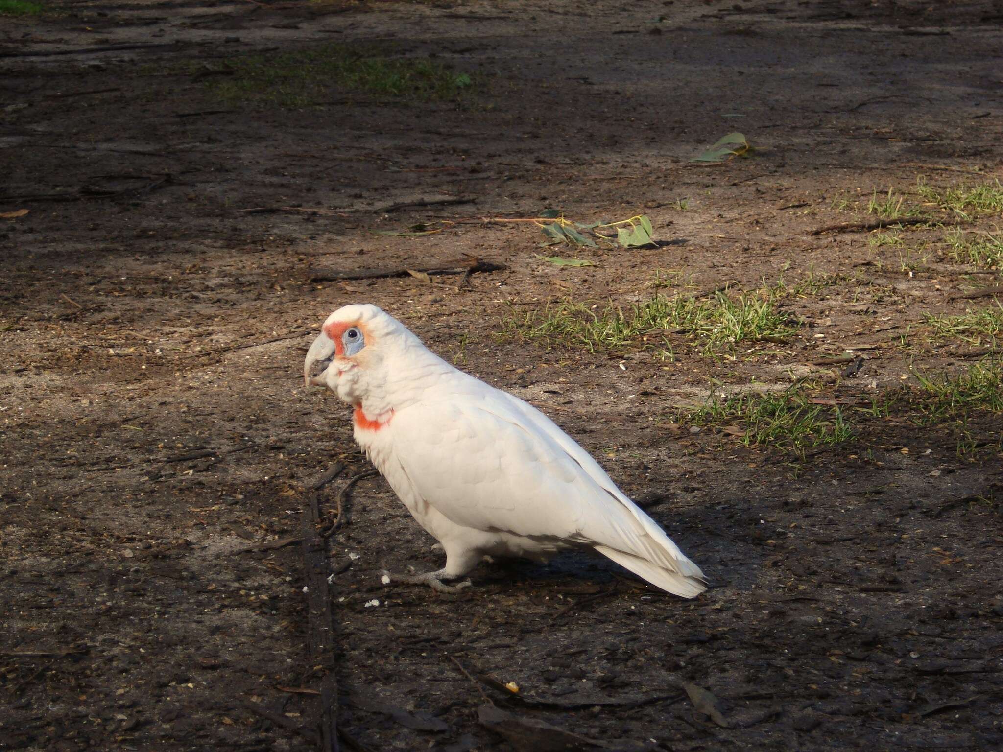 Cacatua tenuirostris (Kuhl 1820) resmi