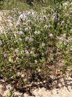 Image of Mentha suaveolens subsp. suaveolens