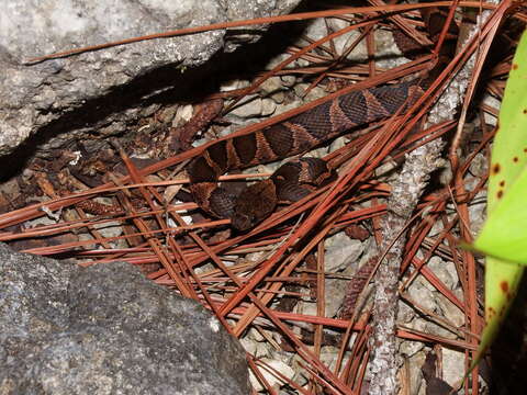 Image of Leptodeira frenata (Cope 1886)