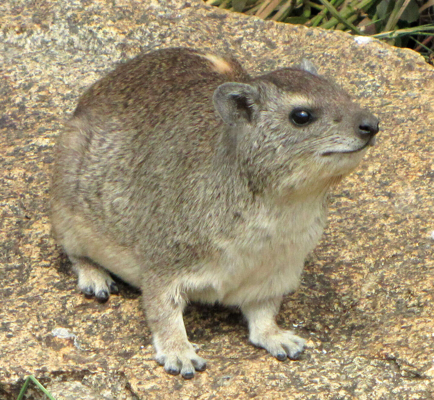 Image of Bush Hyrax