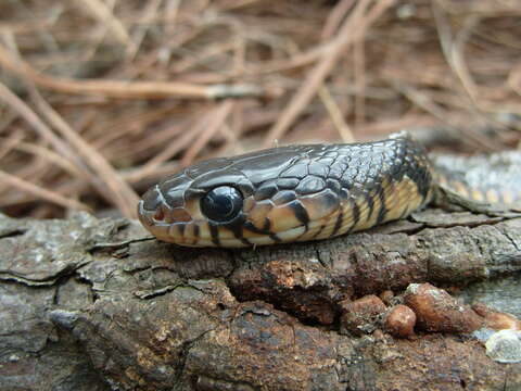 Image of Central American Indigo Snake