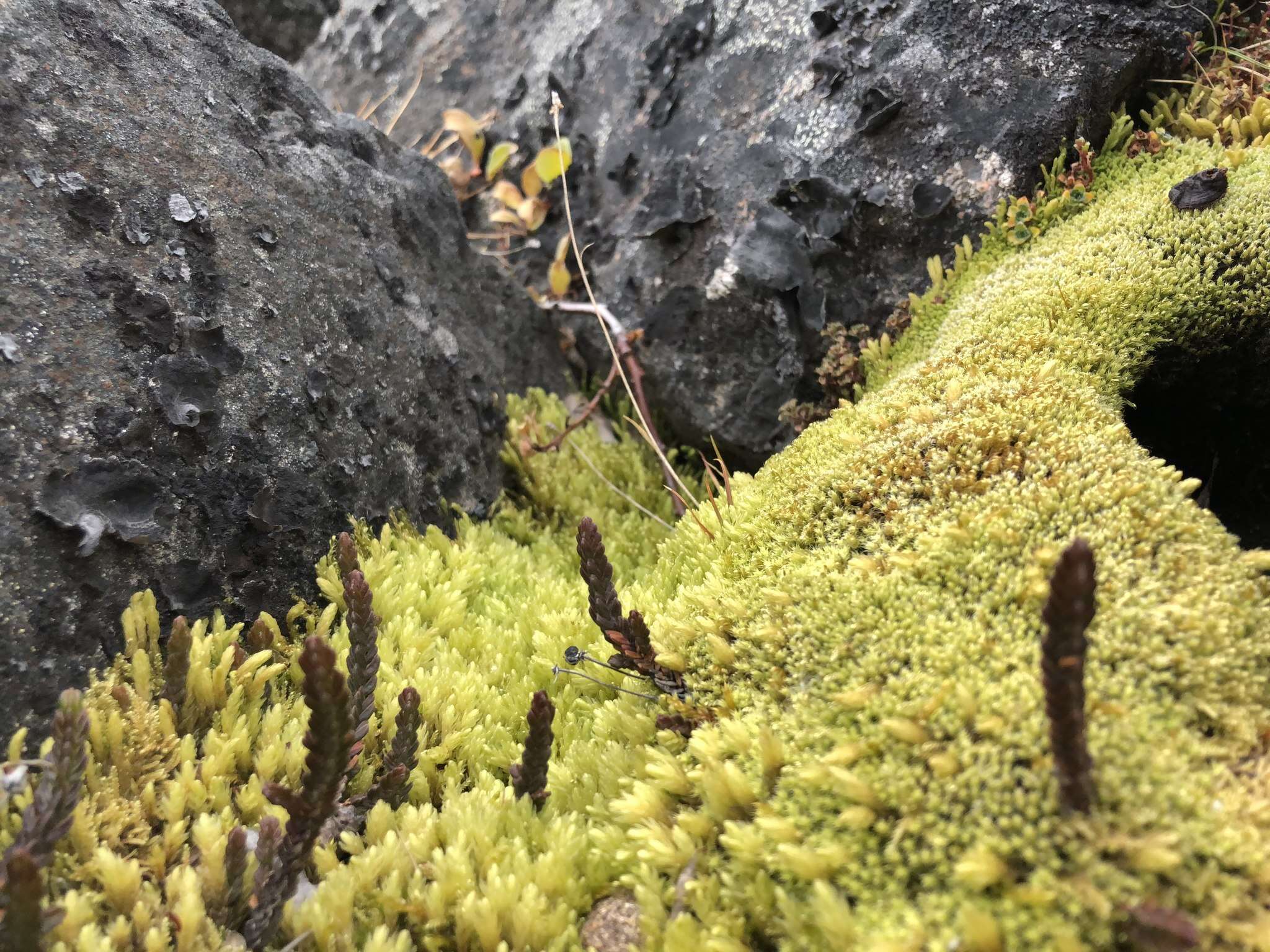 Image of turgid aulacomnium moss