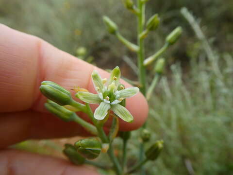 Image of Ornithogalum neopatersonia J. C. Manning & Goldblatt