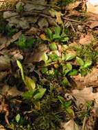 Image of Dwarf rattlesnake plantain (America)