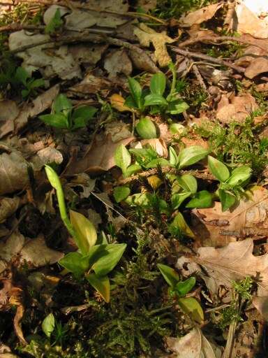 Image of Dwarf rattlesnake plantain (America)