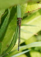 Image of Xanthagrion Selys 1876