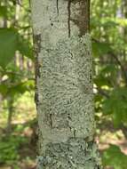 Image of Carolina canoparmelia lichen