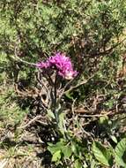 Слика од Silene suecica (Loddiges) Greuter & Burdet