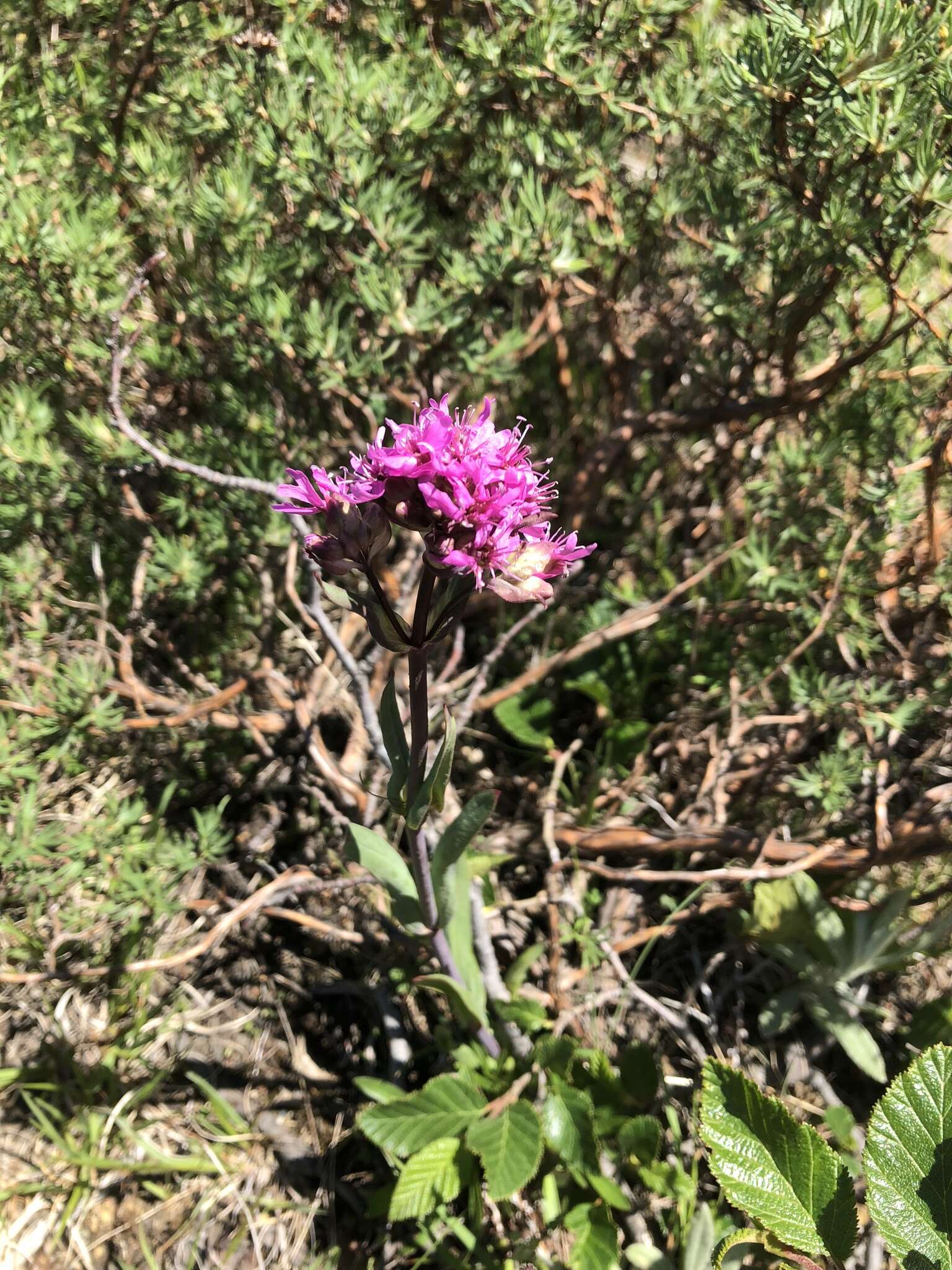 Слика од Silene suecica (Loddiges) Greuter & Burdet