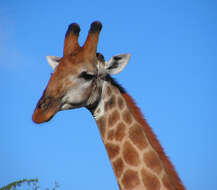 Image of Giraffe