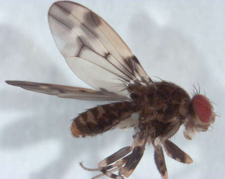 Imagem de Scaptodrosophila