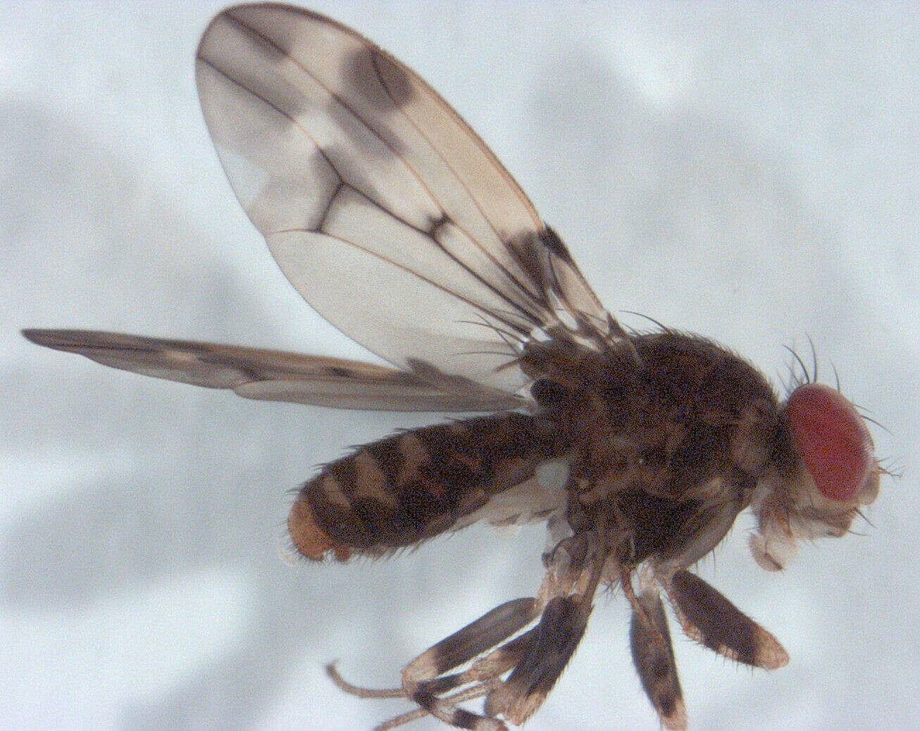 Image of Scaptodrosophila