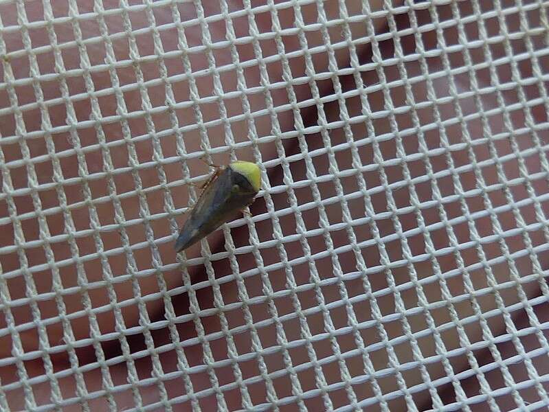 Image of Leafhopper