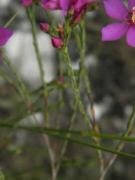 Image of Microlicia isophylla DC.