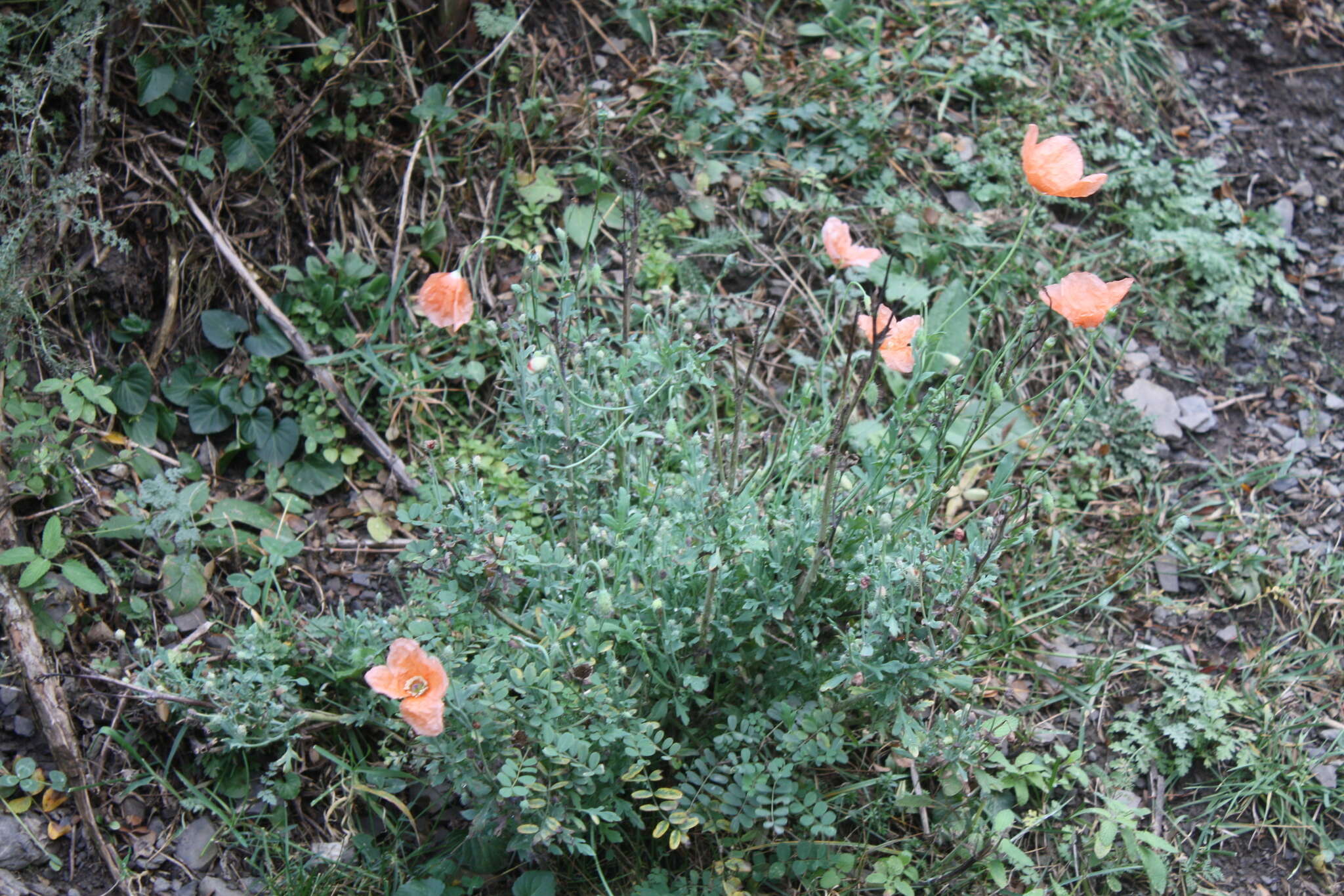 Image of Papaver fugax Poir.