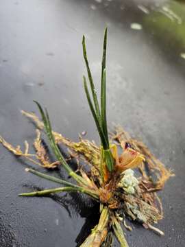 Image of Maxillaria subulata Lindl.