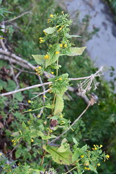 Image of Crepidiastrum denticulatum (Houtt.) J. H. Pak & Kawano