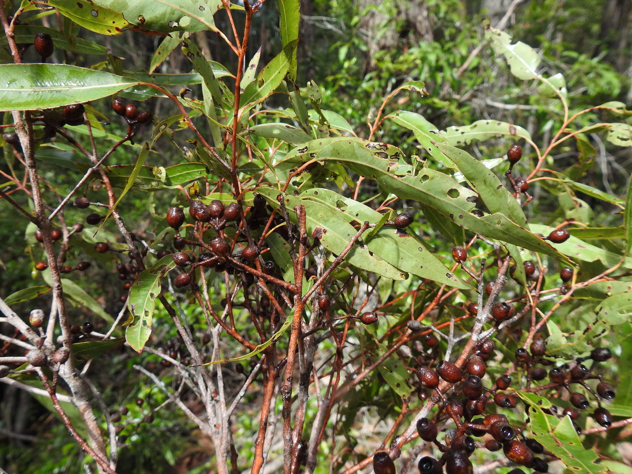 Слика од Corymbia trachyphloia (F. Müll.) K. D. Hill & L. A. S. Johnson