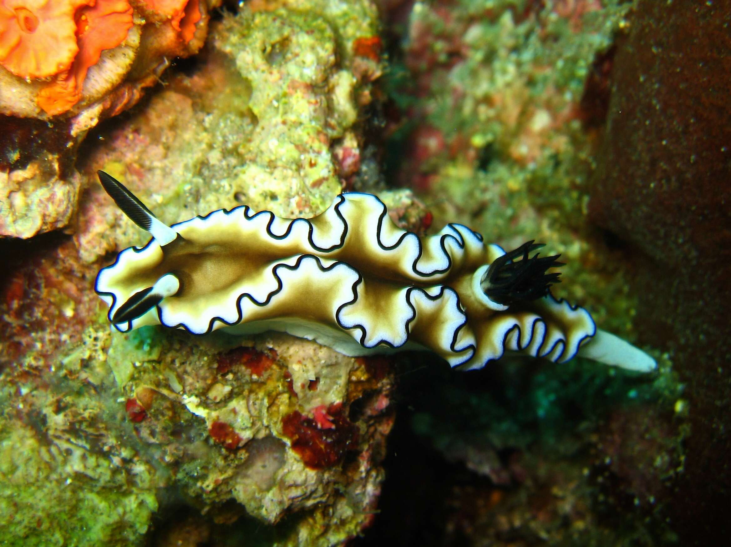 Image of Black margined slug