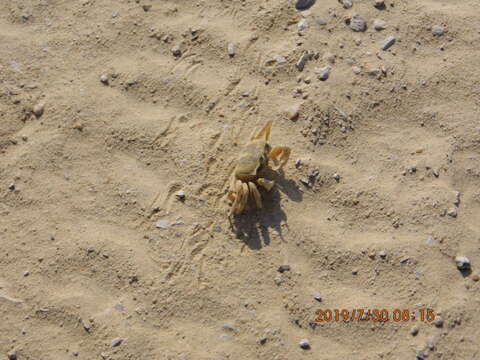 Image of tufted ghost crab