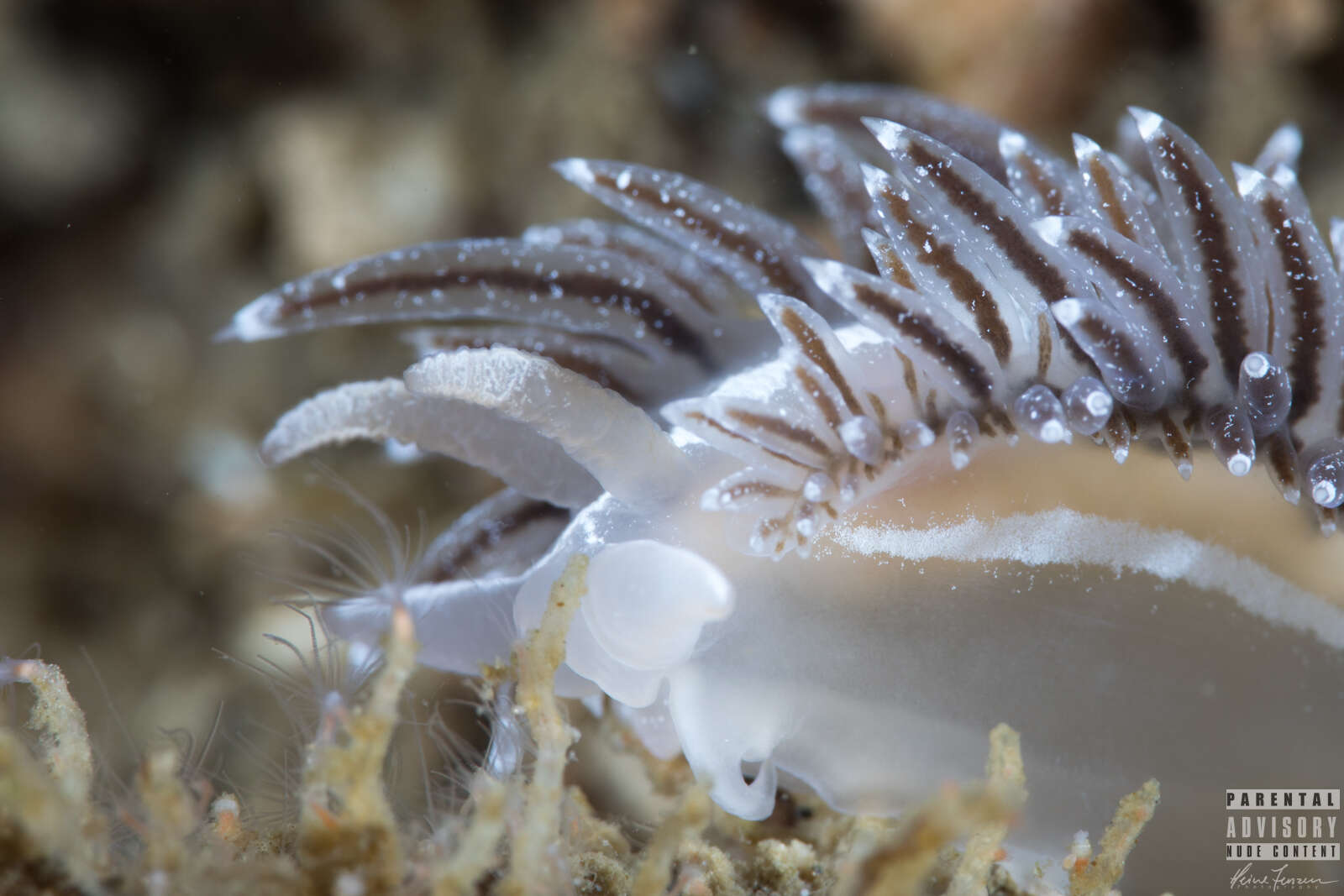 Coryphella monicae (Korshunova, Martynov, Bakken, Evertsen, Fletcher, Mudianta, Saito, Lundin, Schrödl & Picton 2017) resmi