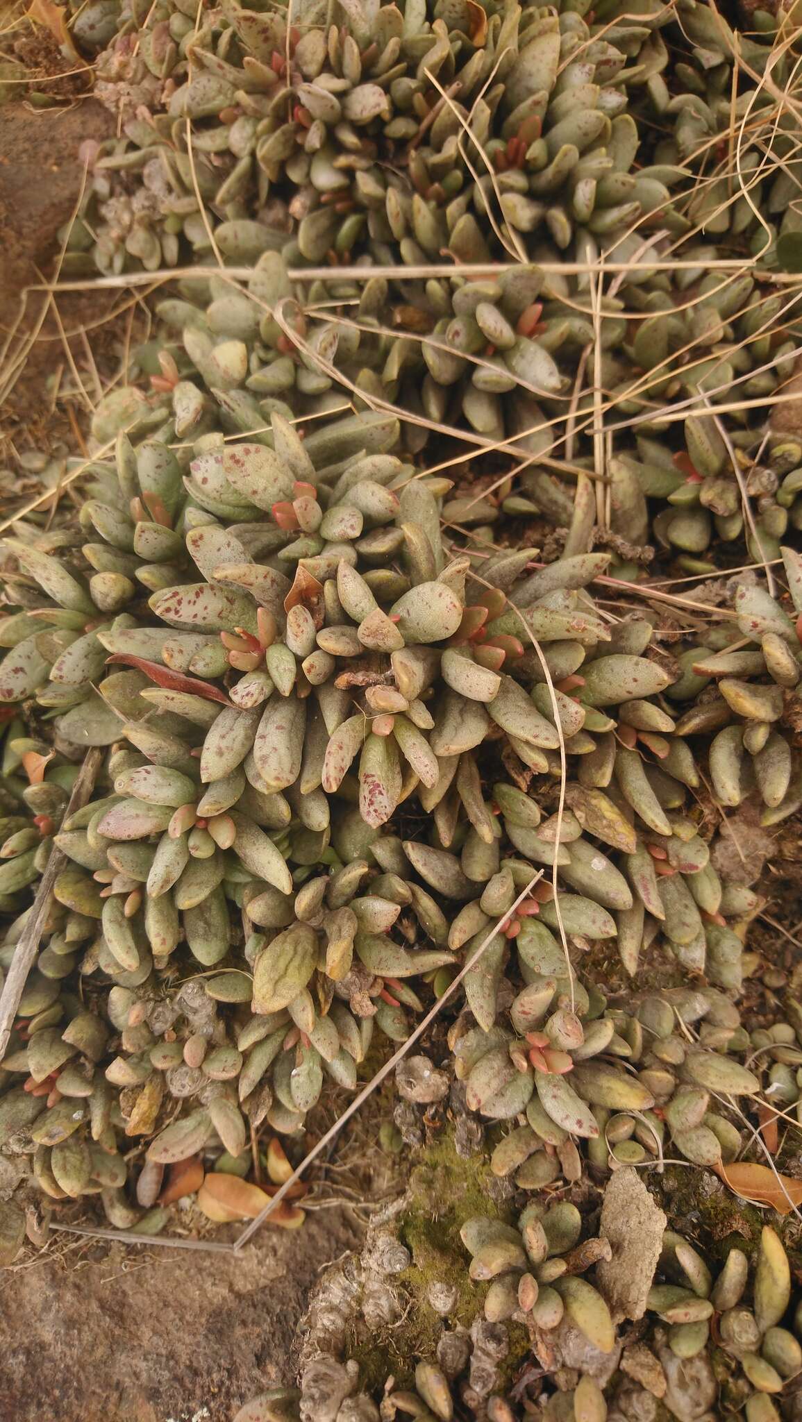 Image of Adromischus umbraticola subsp. umbraticola