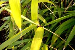 Image of arrow bamboo