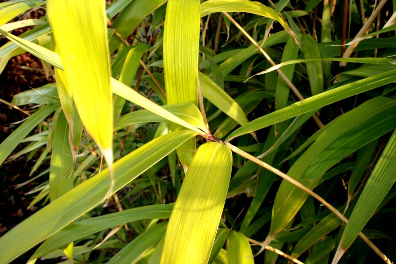 Image of arrow bamboo