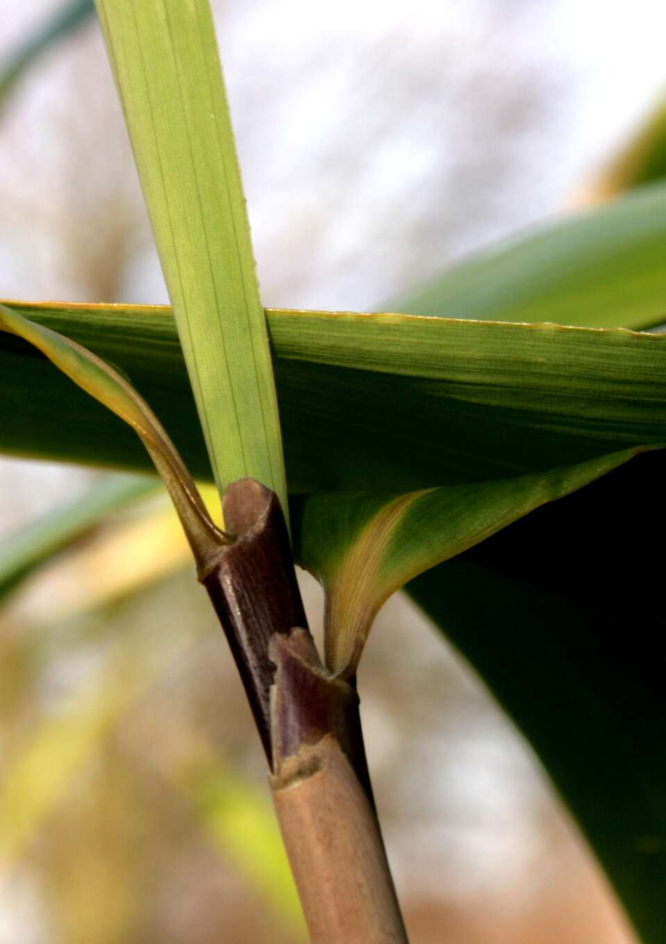 Image de Pseudosasa japonica (Siebold & Zucc. ex Steud.) Makino ex Nakai