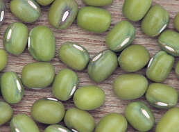 Image of mung bean