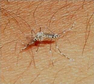 Image of Dengue fever mosquito