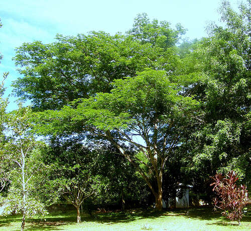 Image of Rain tree