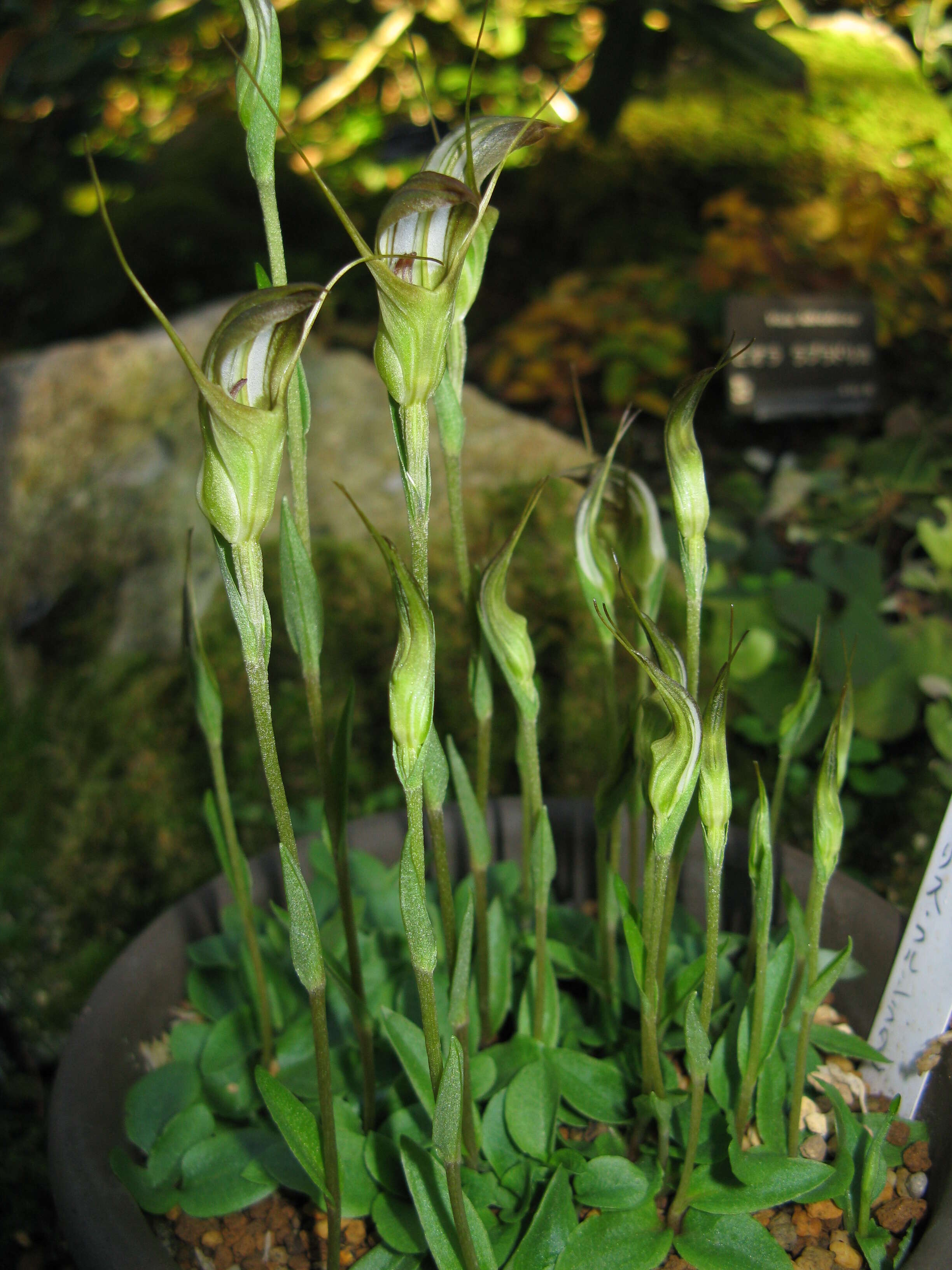 Image of Greenhood orchids