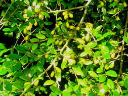 Image of Diospyros natalensis (Harv.) Brenan