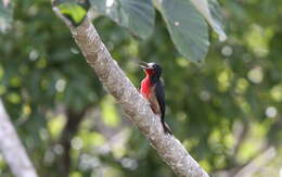 Image of Puerto Rican Woodpecker