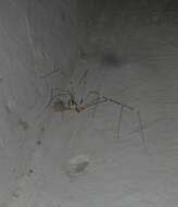 Image of Cellar spider